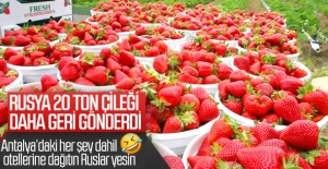 Rusya 20 ton çileği...