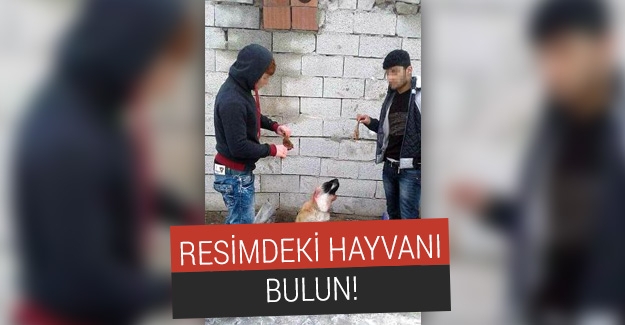 Yavru köpeğin kulaklarını kesip bir de poz verdiler