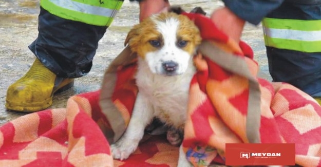 Su kuyusuna düşen yavru köpeği AFAD ekipleri kurtardı