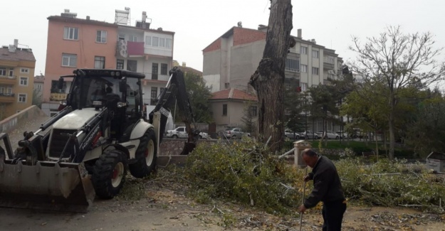 Risk teşkil eden ağaçlara karşı önlem alınıyor