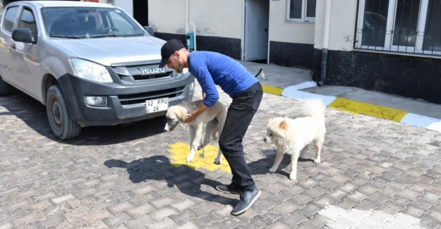Satın almayın sahiplenin