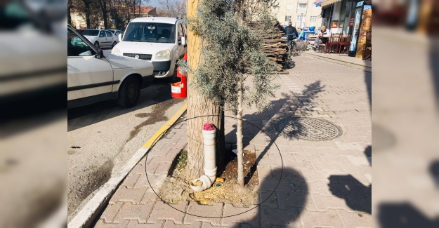 Sokak hayvanlarını unutmadılar