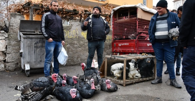 Yılbaşı hindileri görücüye çıktı