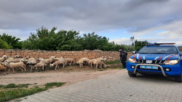 Kaybolan koyunları jandarma buldu