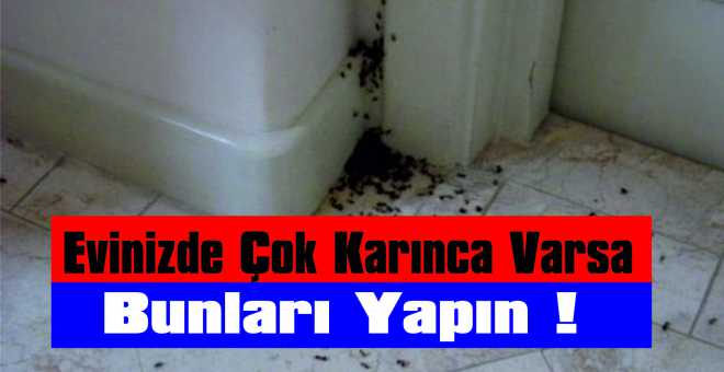 Evinizde Çok Karınca Varsa Bunları Yapın ! 