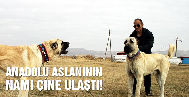 Anadolu Aslanının namı çine ulaştı!