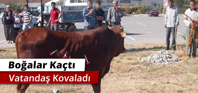 Boğalar kaçtı vatandaş kovaladı