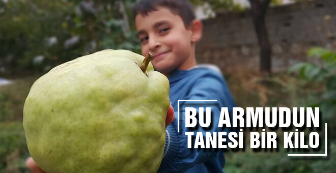 Bu Armudun Tanesi 1 Kilo!