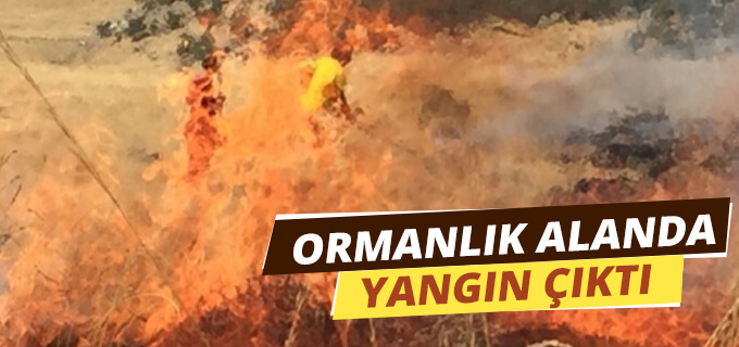 Ormanlık Alanda Yagın Çıktı