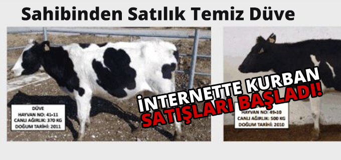 Sahibinden satılık temiz düve
